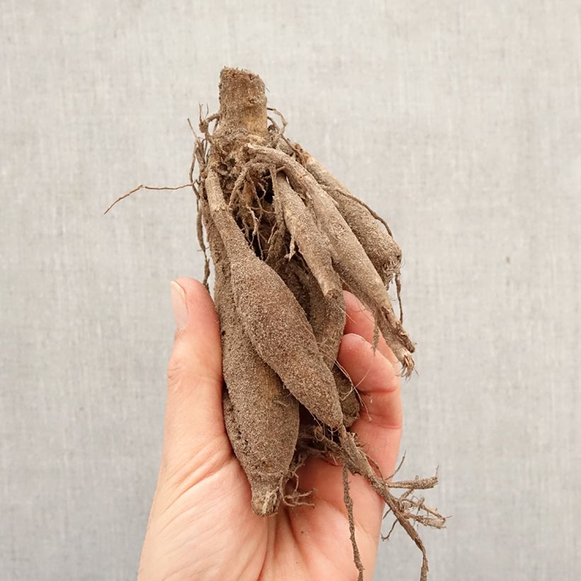 Dalia decorativa Jennifer Mary Ellen Bulbo calibre I Ejemplar entregado en la primavera