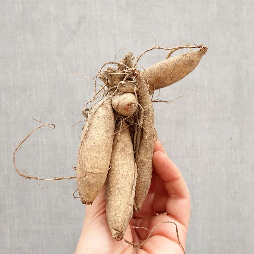 Dalia decorativa Karma Serena Bulbo calibre I Ejemplar entregado en la primavera