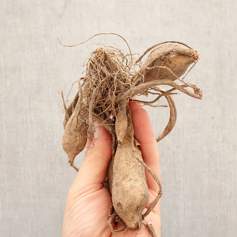 Dalia decorativa Lake Carey Bulbo calibre I Ejemplar entregado en la primavera