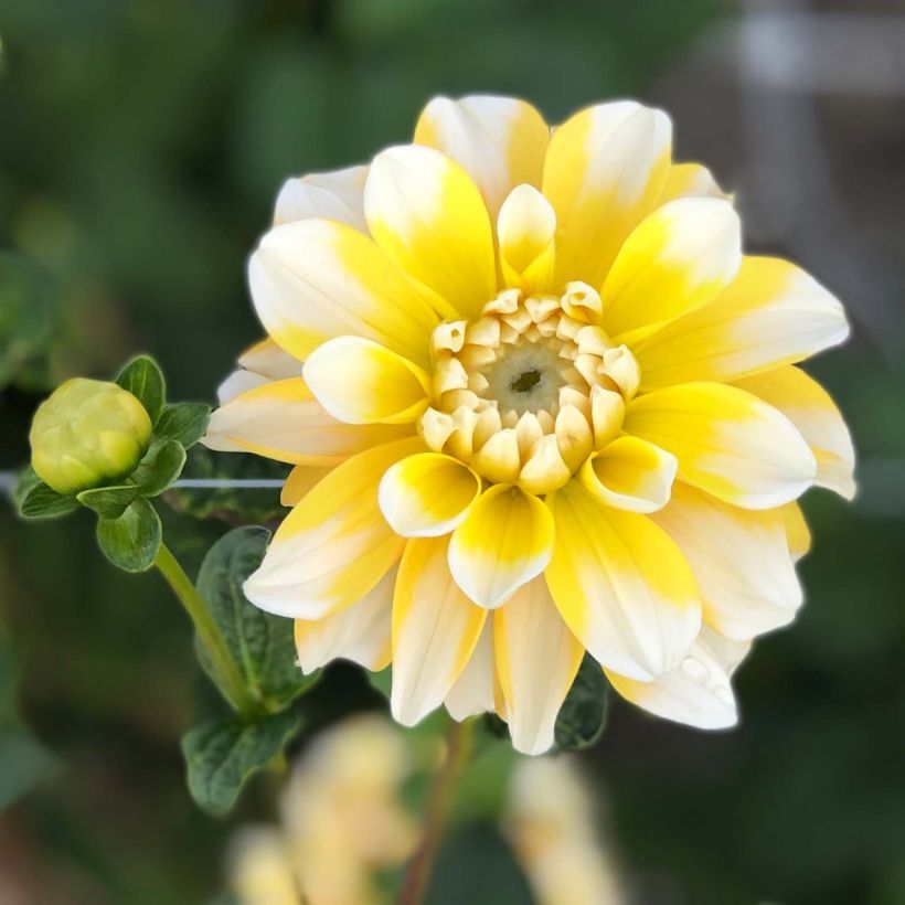 Dalia decorativa Lemon Cane (Floración)