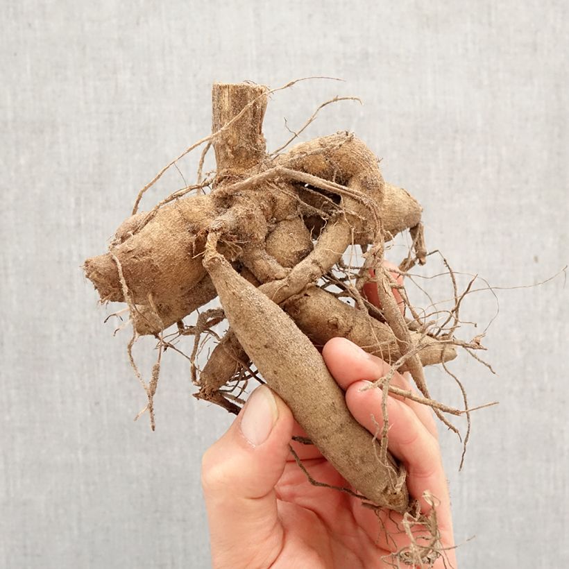 Dalia decorativa Little Robert Bulbo calibre I Ejemplar entregado en la primavera