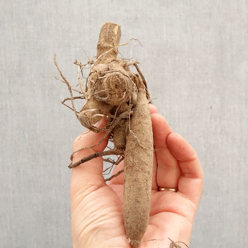 Dalia decorativa Méditerranée Bulbo calibre I Ejemplar entregado en la primavera