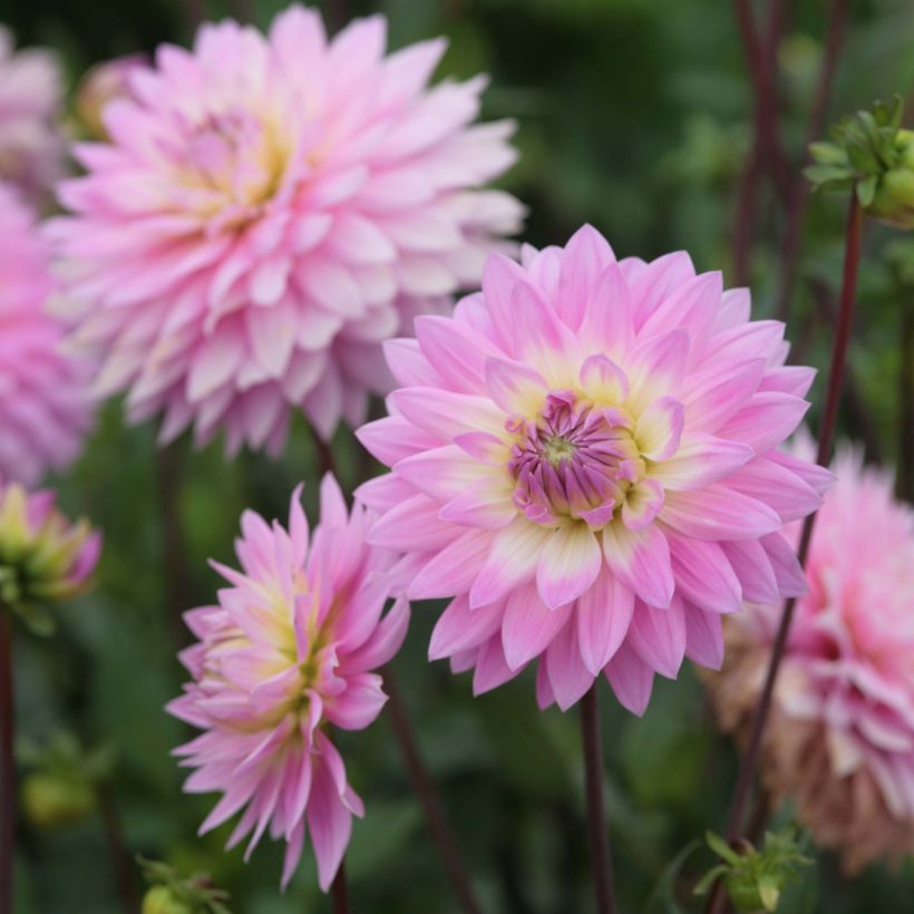 Dalia Miss Delilah (Floración)