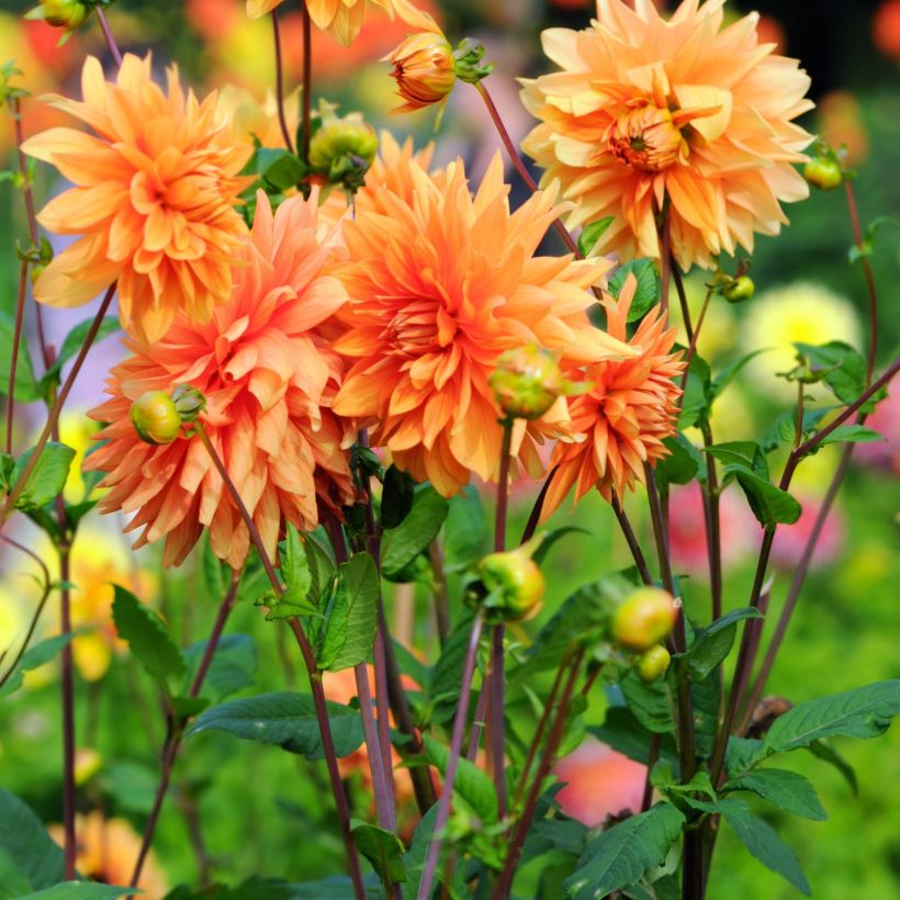 Dalia decorativa Motto (Floración)
