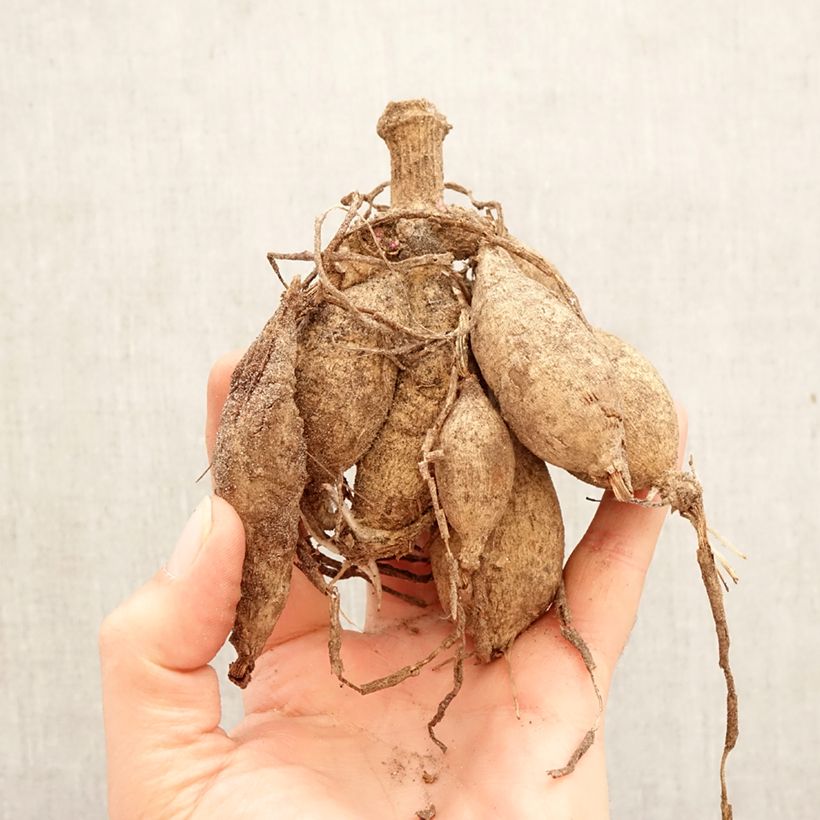 Dalia decorativa Pacific time Bulbo calibre I Ejemplar entregado en la primavera