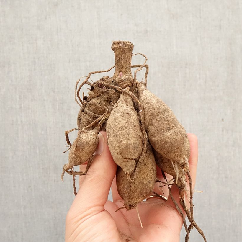 Dalia decorativa Painted Lady Bulbo calibre I Ejemplar entregado en la primavera