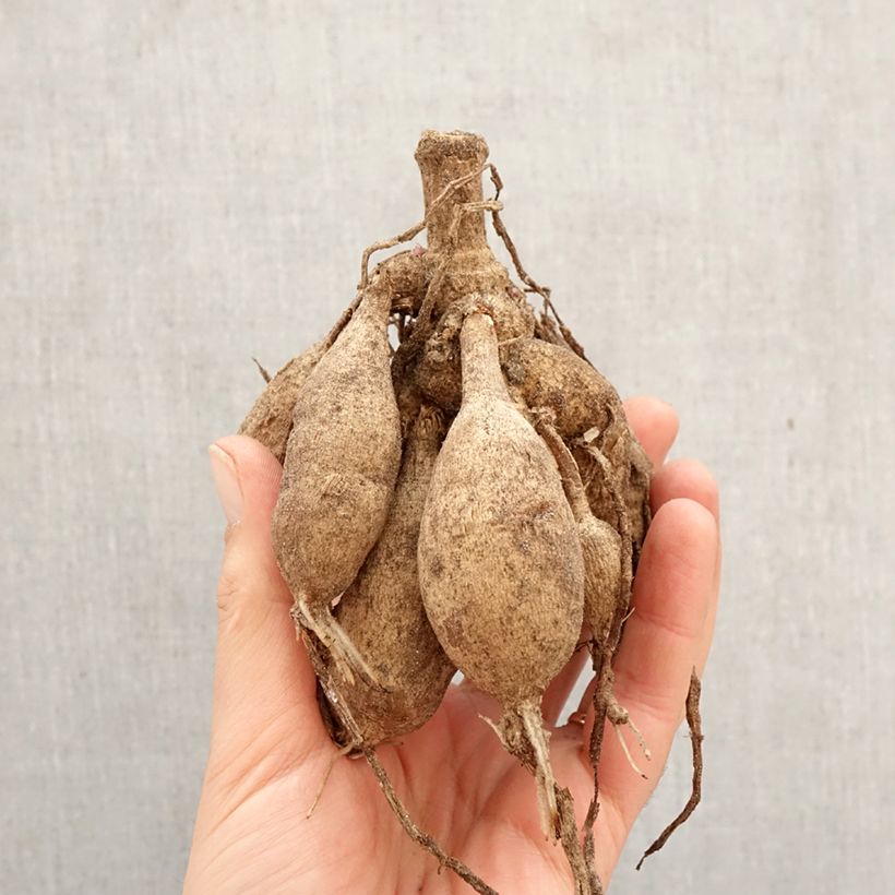 Dalia decorativa Parc Floral de Paris Bulbo calibre I Ejemplar entregado en la primavera