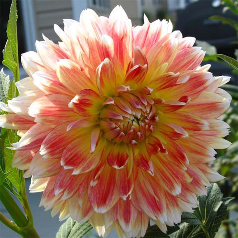Dalia decorativa Peaches and Cream (Floración)