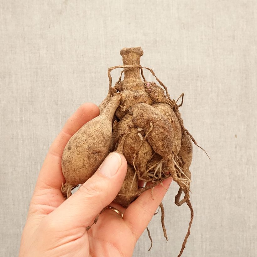 Dalia decorativa Short Track Bulbo calibre I Ejemplar entregado en la primavera