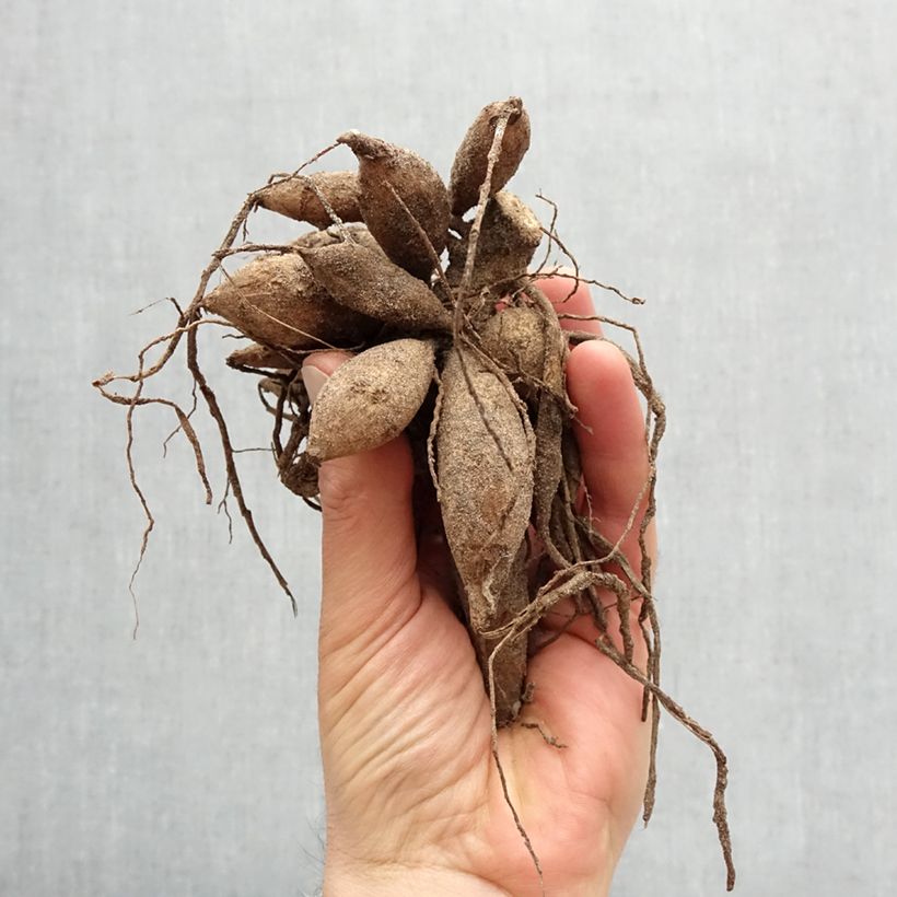 Dalia decorativa Strawberry Cream Bulbo calibre I Ejemplar entregado en la primavera