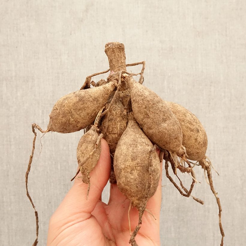 Dalia decorativa Sturm Sweet Maria Bulbo calibre I Ejemplar entregado en la primavera