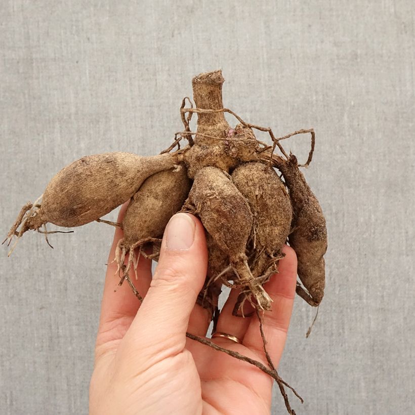 Dalia decorativa Summer Beauty Bulbo Ejemplar entregado en la primavera