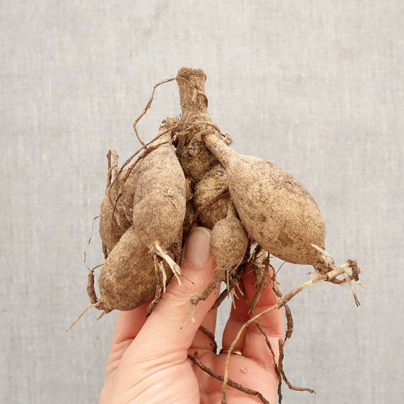 Dalia decorativa Sunlady Bulbo calibre I Ejemplar entregado en la primavera