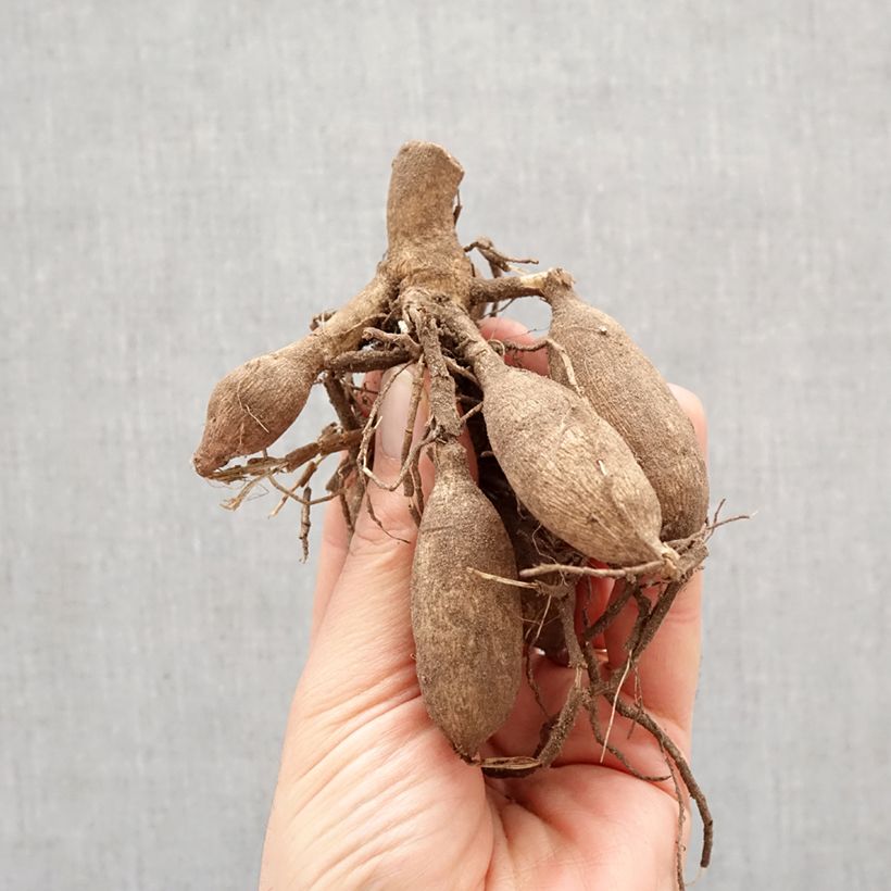 Dalia decorativa Sweet Surprise Bulbo calibre I Ejemplar entregado en la primavera