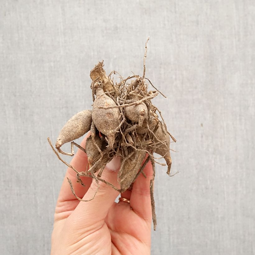 Dalia hibrida Faro Bulbo Ejemplar entregado en la primavera