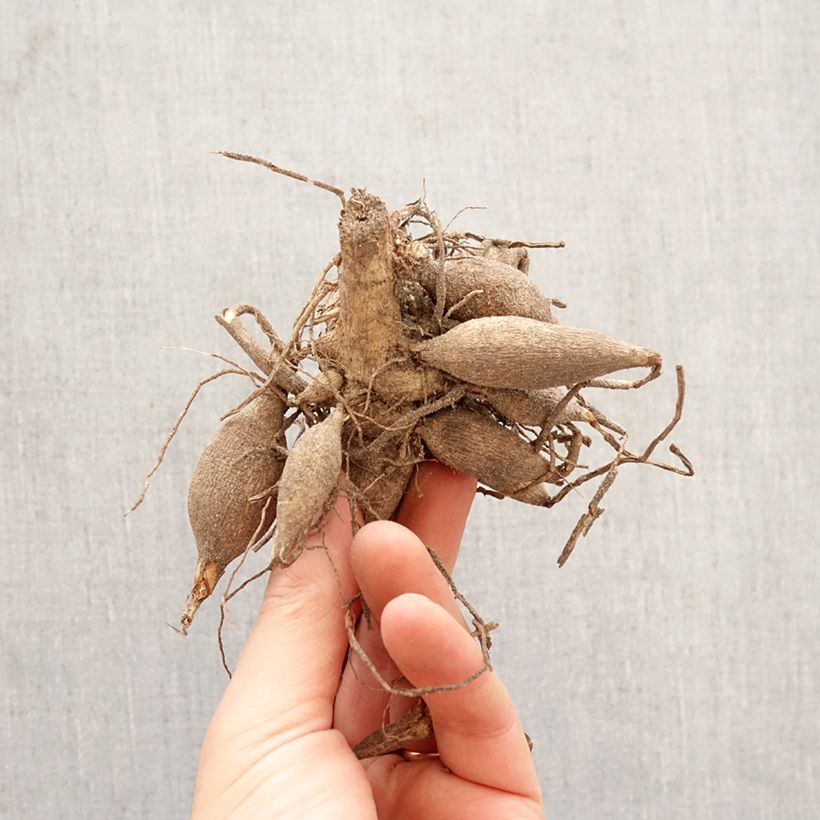 Dalia fimbriata Canary Fubuki Bulbo calibre I Ejemplar entregado en la primavera