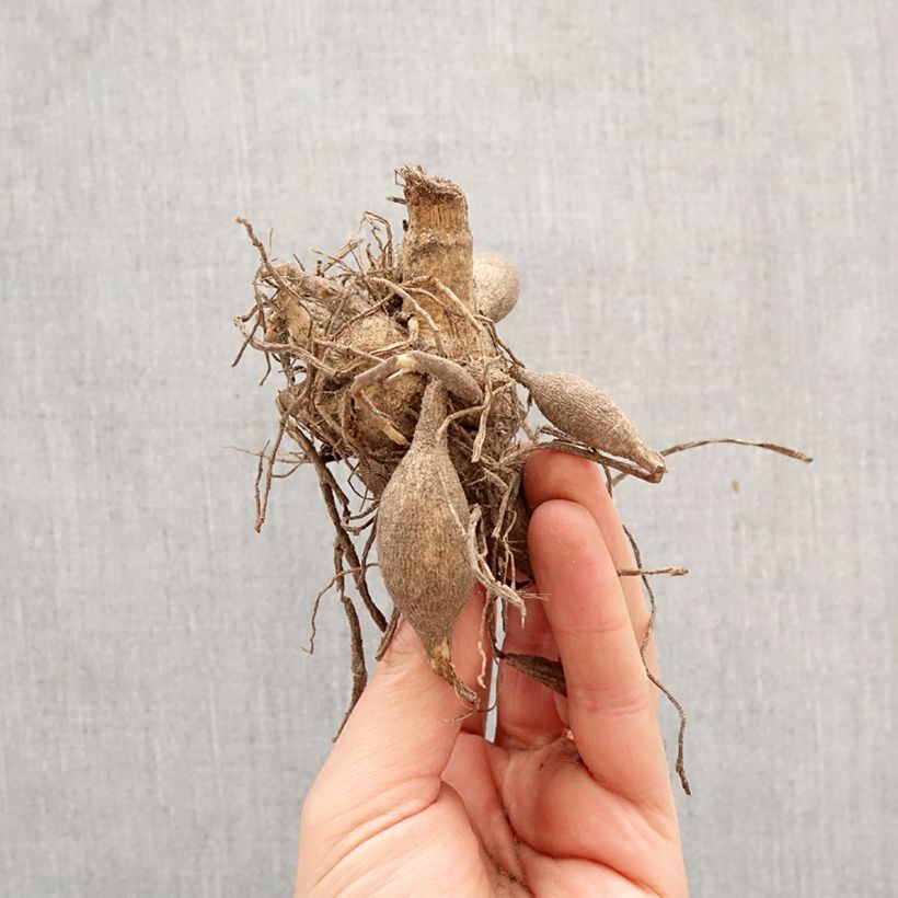 Dahlia fimbriata Caproz Josephine Bulbo calibre I Ejemplar entregado en la primavera