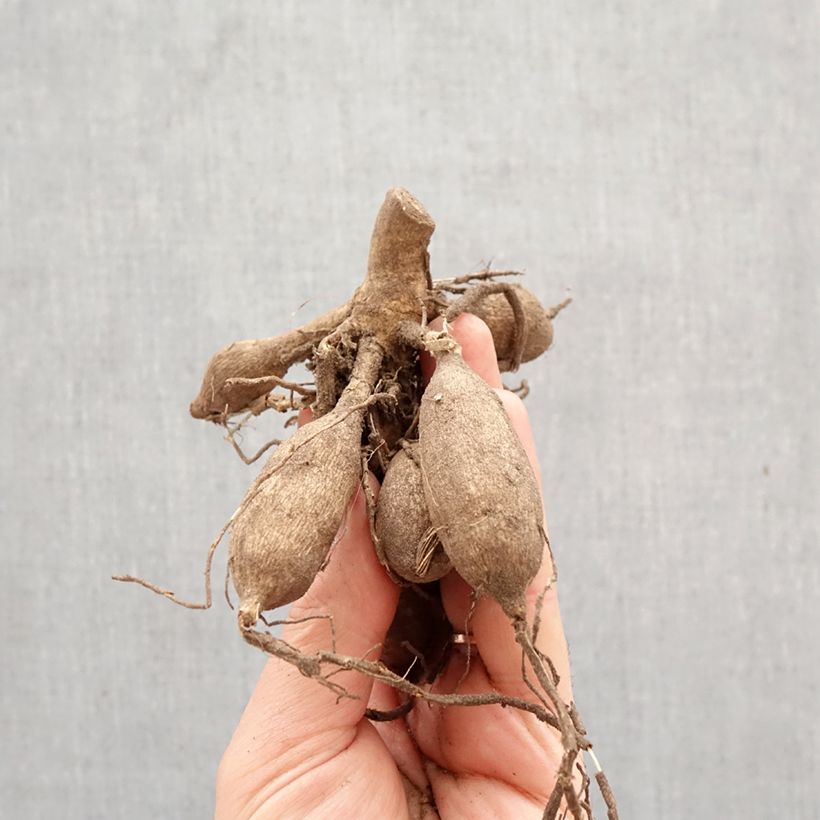 Dalia fimbriata Kogane Fubuki Bulbo calibre I Ejemplar entregado en la primavera