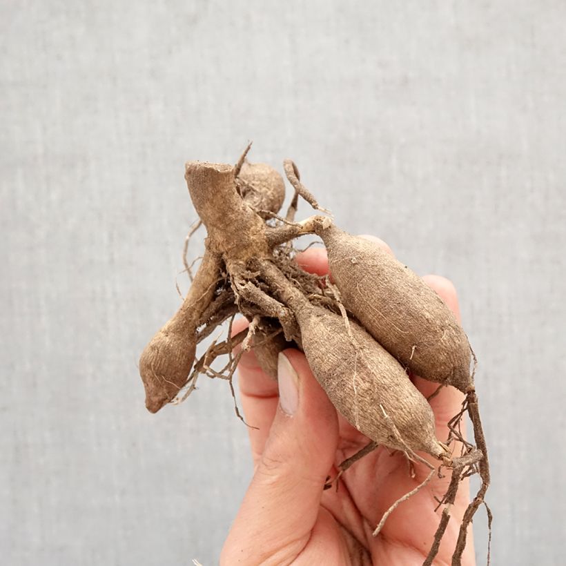 Dalia fimbriata Promise Bulbo calibre I Ejemplar entregado en la primavera