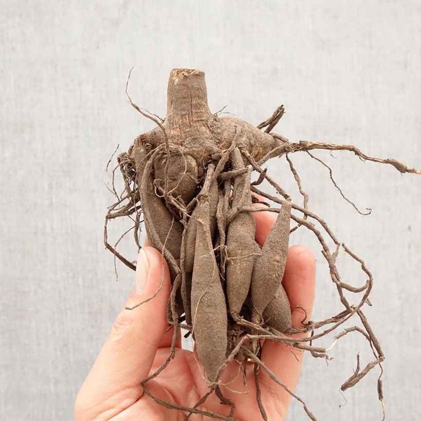 Dalia enana Gallery Vermeer Bulbo Ejemplar entregado en la primavera