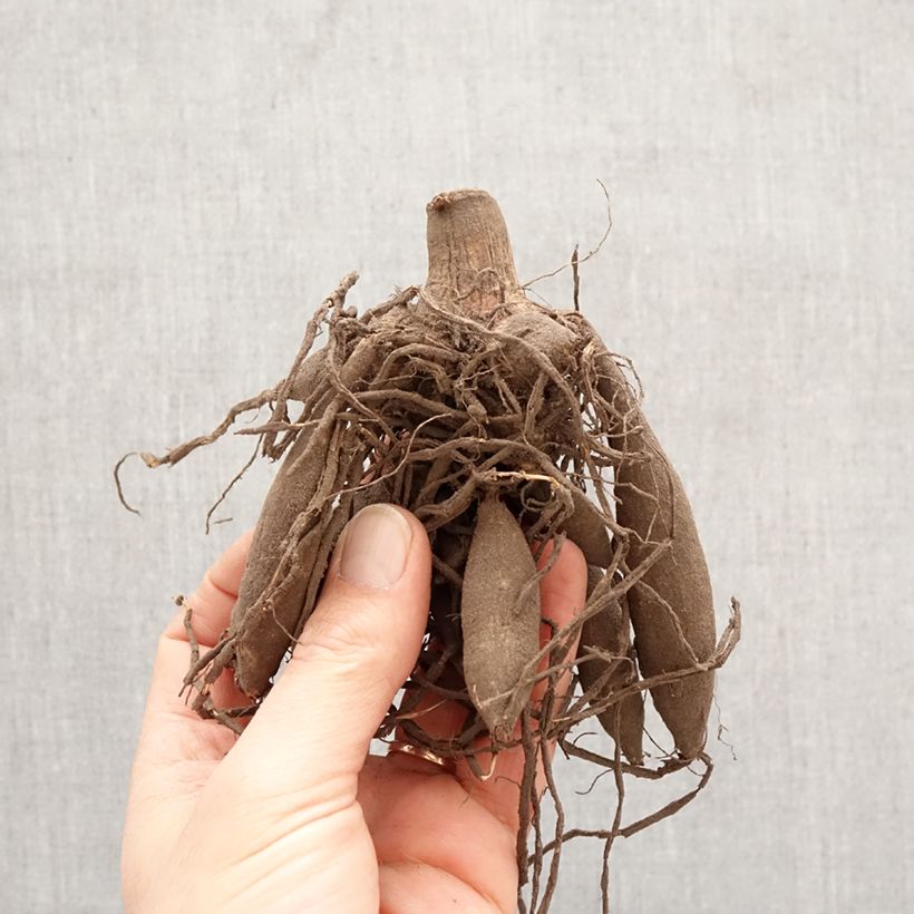 Dalia decorativa Big Brother Bulbo calibre I Ejemplar entregado en la primavera