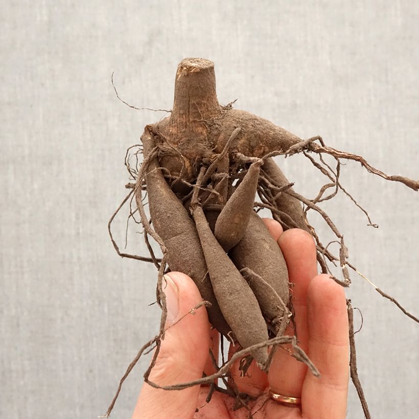 Dalia decorativa Blith Spirit Bulbo calibre I Ejemplar entregado en la primavera