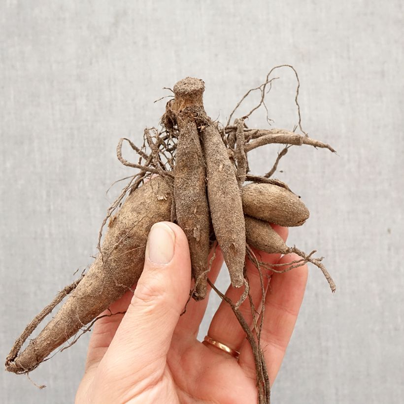 Dalia decorativa Bodacious Bulbo calibre I Ejemplar entregado en la primavera