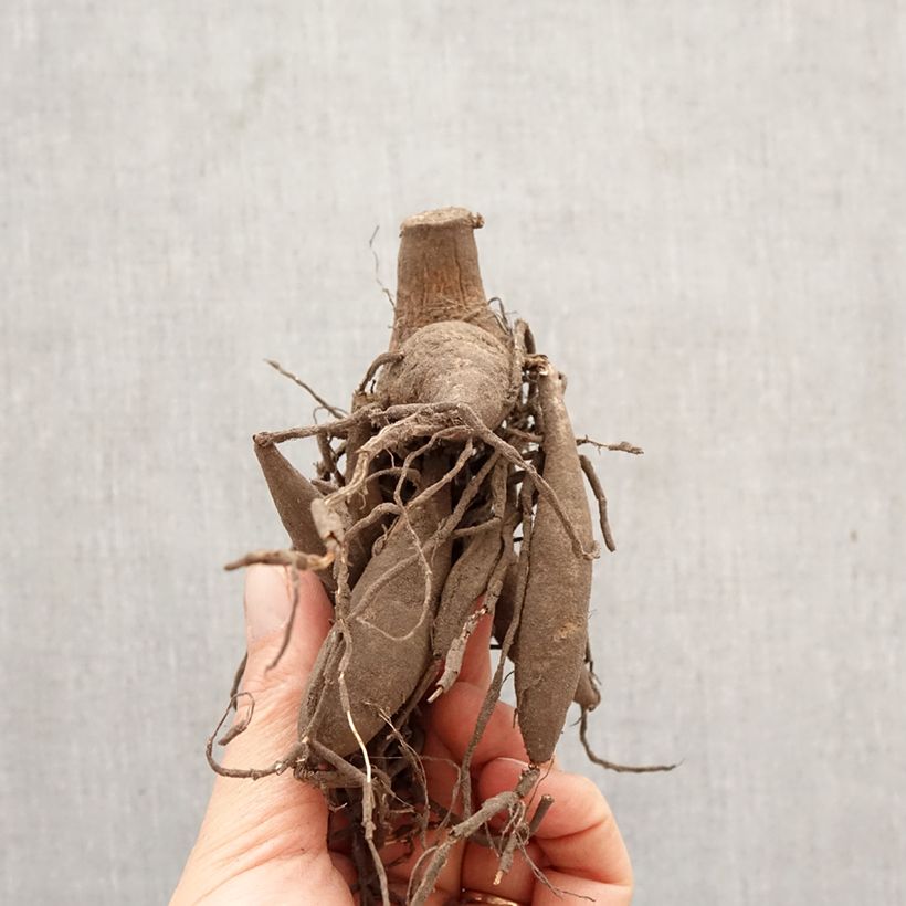 Dalia decorativa Bristol Stripe Bulbo calibre I Ejemplar entregado en la primavera