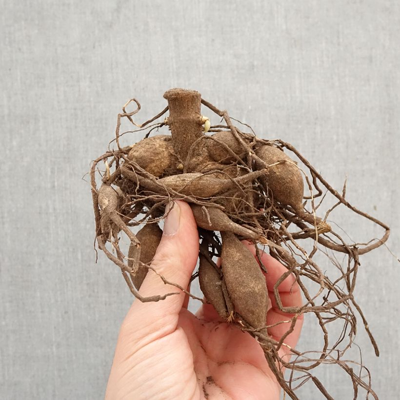 Dalia decorativa Café Au Lait Bulbo calibre I Ejemplar entregado en la primavera