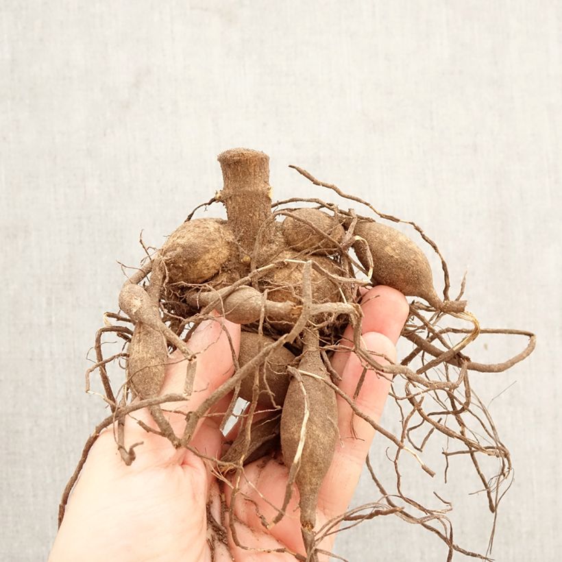 Dalia decorativa Emory Paul Bulbo calibre I Ejemplar entregado en la primavera