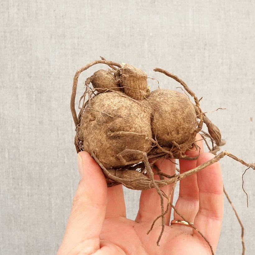 Dalia decorativa Fantaste du cap Bulbo calibre I Ejemplar entregado en la primavera