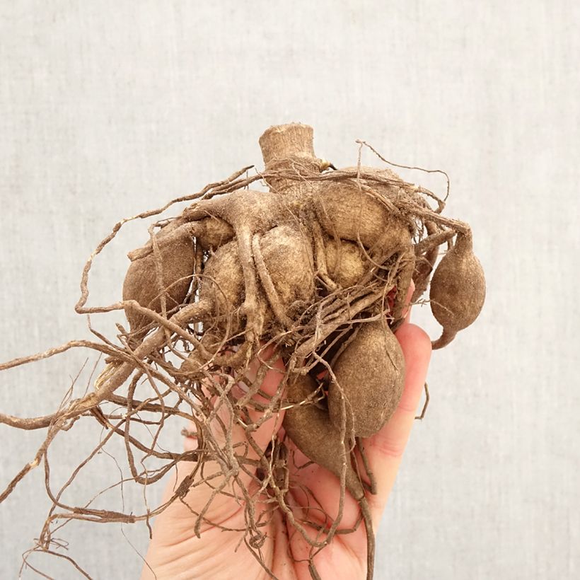 Dalia decorativa Grand Prix Bulbo calibre I Ejemplar entregado en la primavera