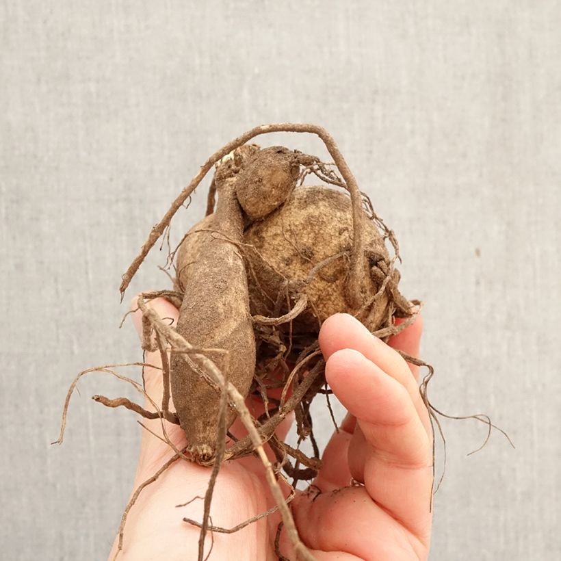 Dalia decorativa Ice Breaker  Bulbo calibre I Ejemplar entregado en la primavera