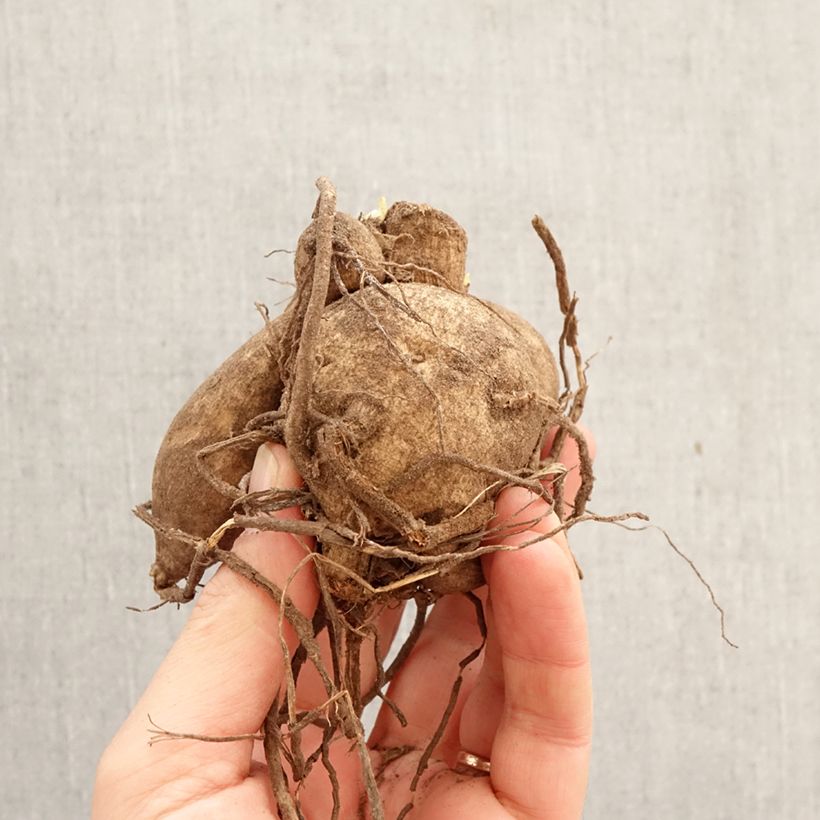 Dalia decorativa Kelvin Floodlight Bulbo calibre I Ejemplar entregado en la primavera