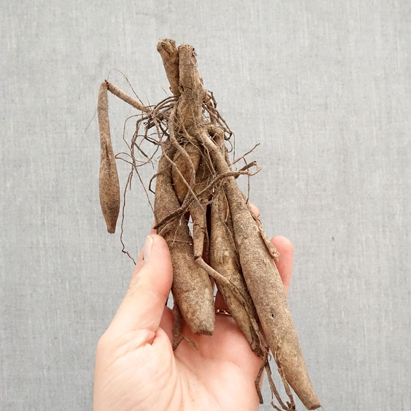 Dalia decorativa Kid's Climax Bulbo calibre I Ejemplar entregado en la primavera