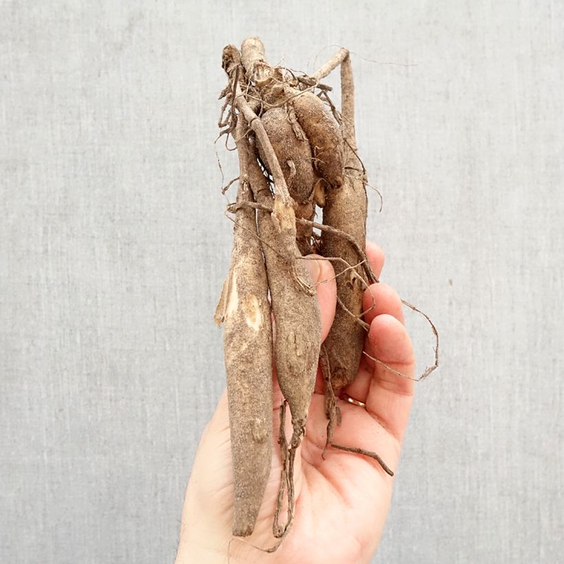 Dalia decorativa Lady Liberty Bulbo calibre I Ejemplar entregado en la primavera