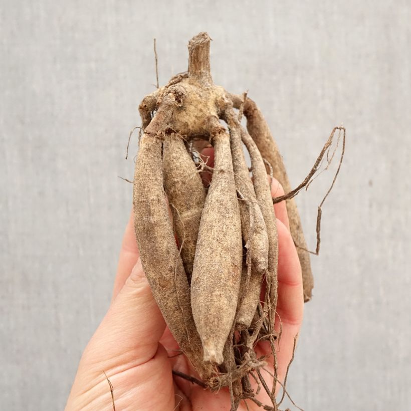 Dalia decorativa Lilac Time Bulbo calibre I Ejemplar entregado en la primavera