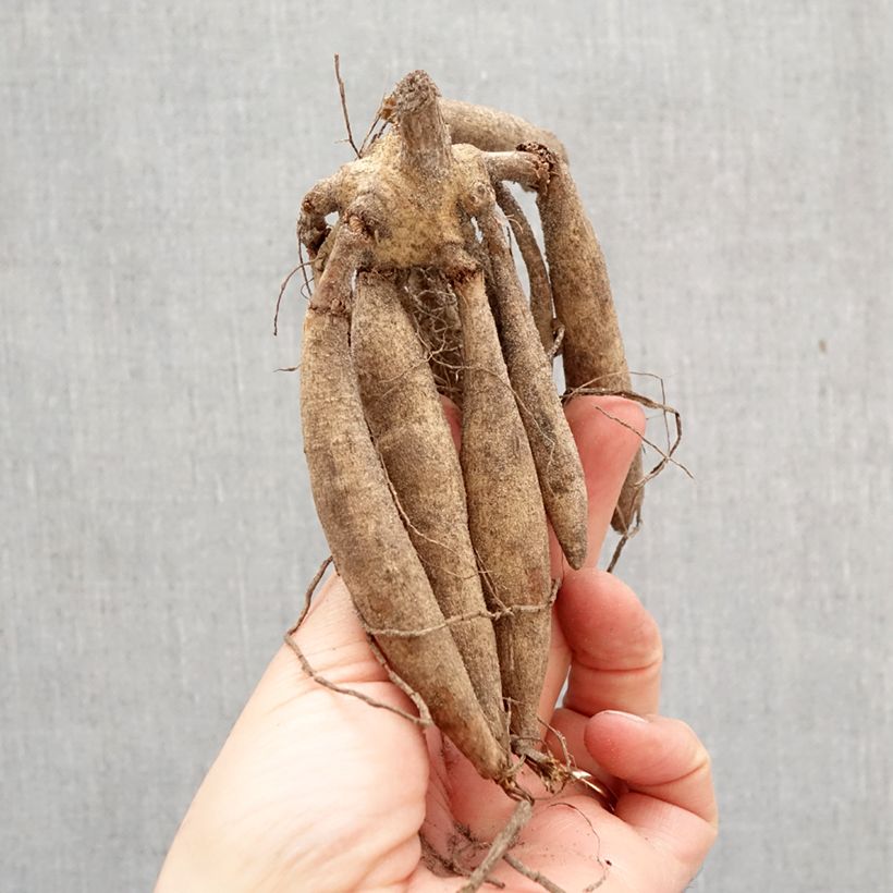 Dalia decorativa Mango Madness Bulbo calibre I Ejemplar entregado en la primavera