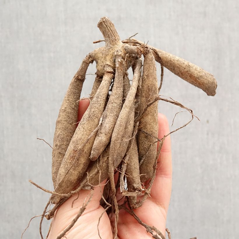 Dalia decorativa Moonlight Sonata Bulbo Ejemplar entregado en la primavera