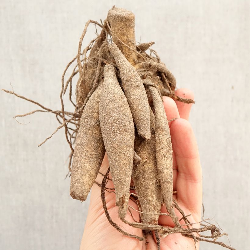 Dalia decorativa Nikolas Tesla Bulbo calibre I Ejemplar entregado en la primavera