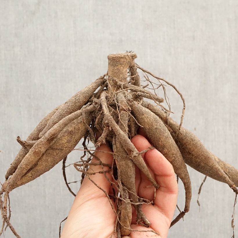 Dalia decorativa Pineland's Princess Bulbo calibre I Ejemplar entregado en la primavera