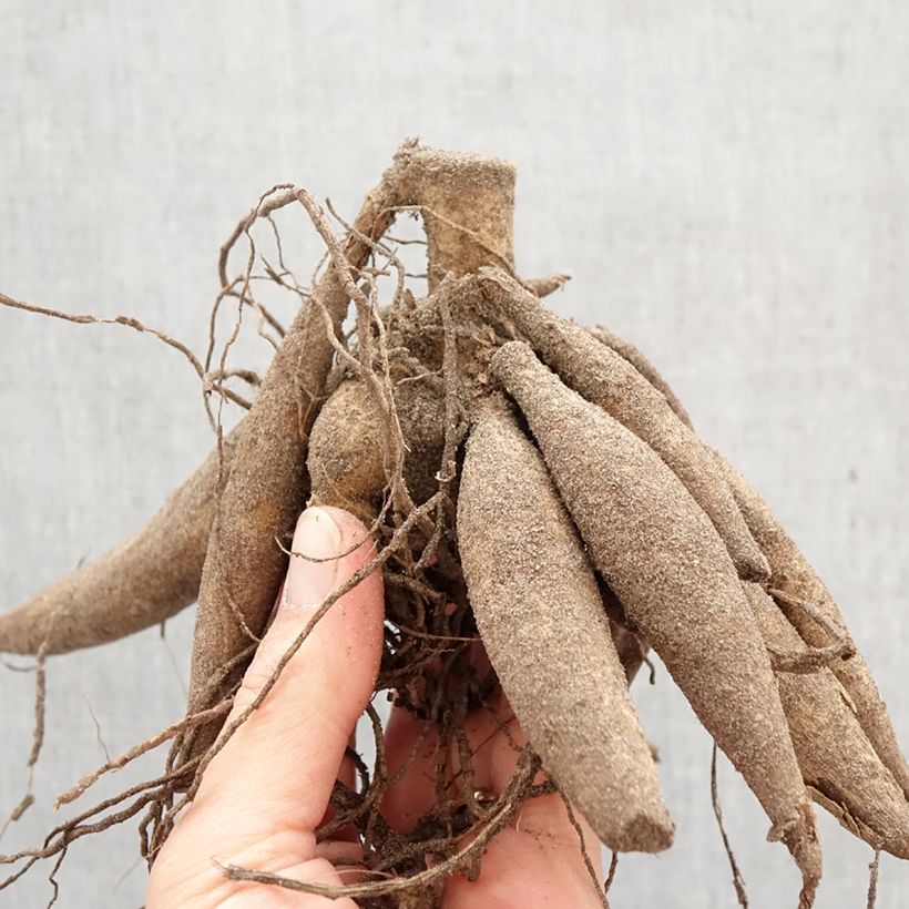 Dalia decorativa Snowbound Bulbo calibre I Ejemplar entregado en la primavera