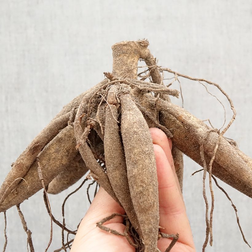 Dalia decorativa Tartan Bulbo calibre I Ejemplar entregado en la primavera