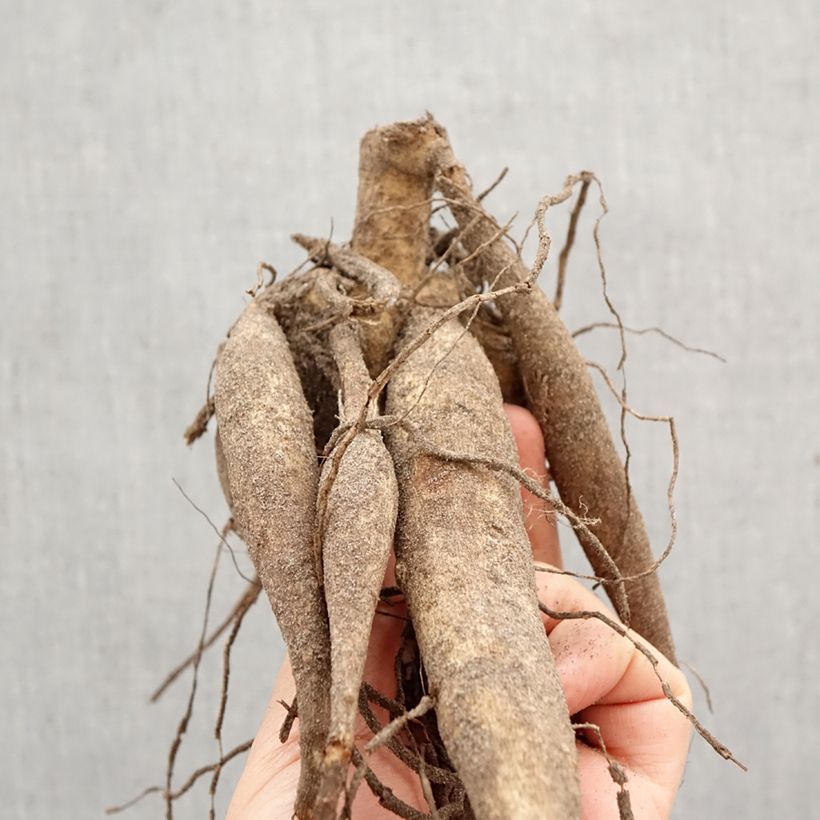 Dalia decorativa Thomas Edison Bulbo calibre I Ejemplar entregado en la primavera