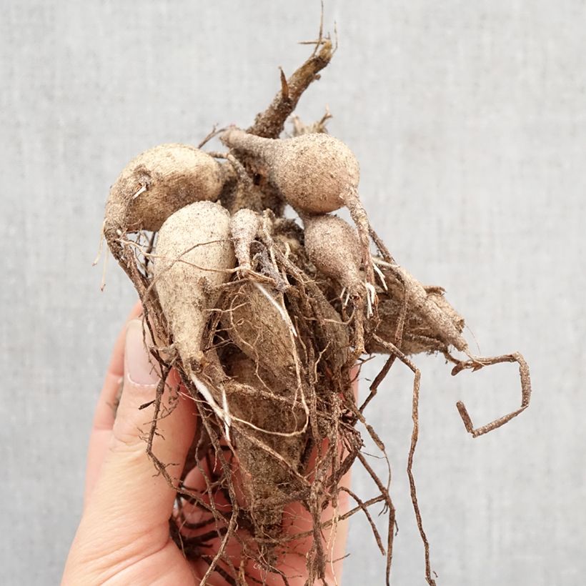 Dalia Girafe Bulbo Ejemplar entregado en la primavera