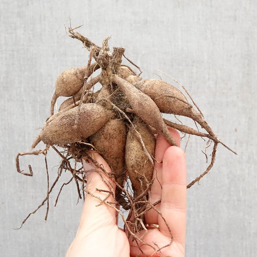 Dalia Happy Single Date Bulbo calibre I Ejemplar entregado en la primavera