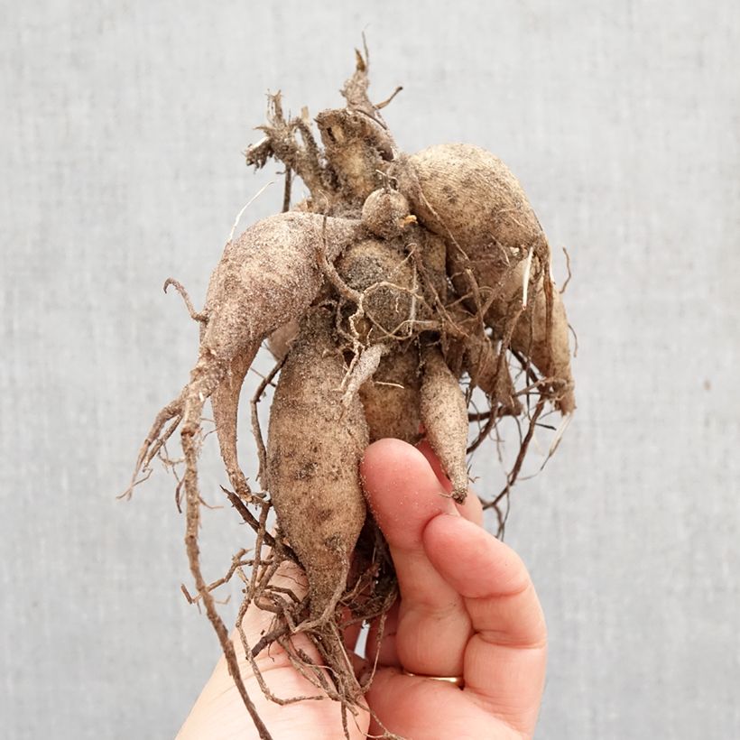 Dalia Happy Single Flame Bulbo calibre I Ejemplar entregado en la primavera