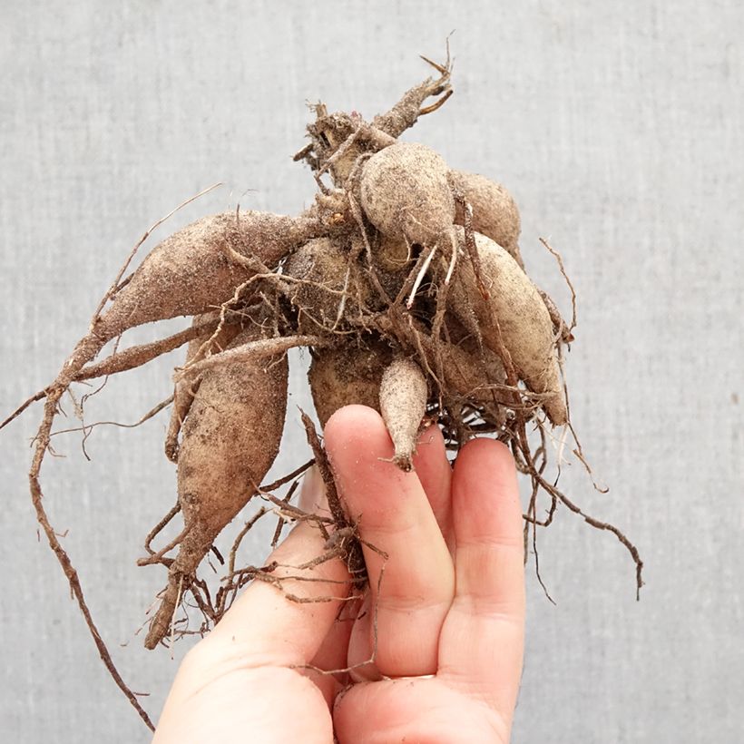 Dalia Happy Single Juliet Bulbo calibre I Ejemplar entregado en la primavera