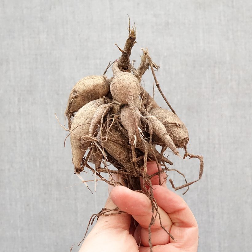 Dalia Happy Single Kiss Bulbo calibre I Ejemplar entregado en la primavera