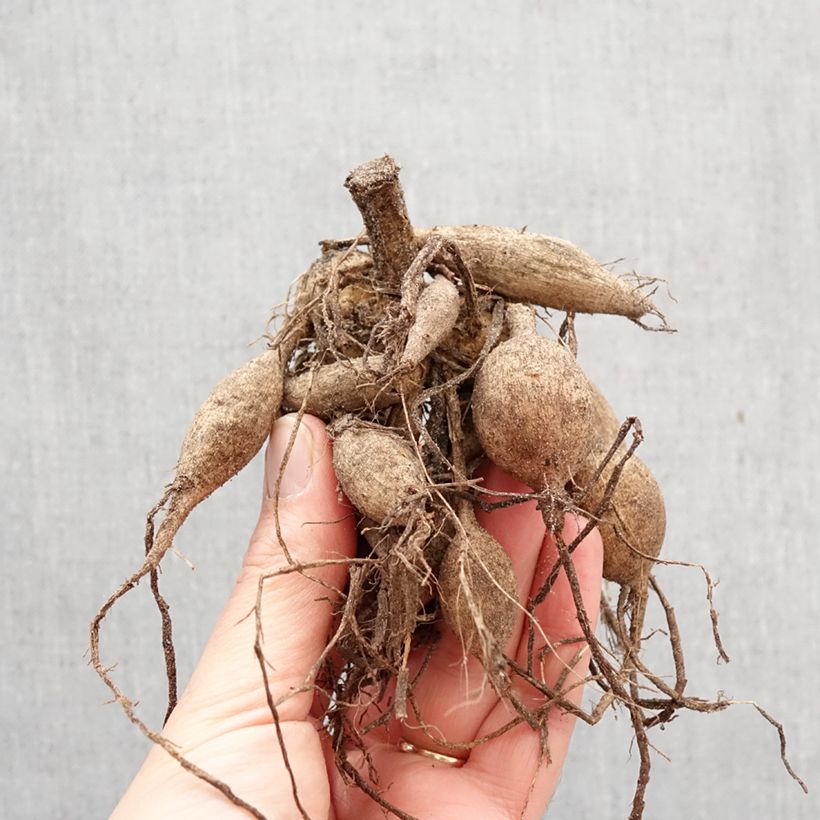 Dalia Happy Single Party Bulbo calibre I Ejemplar entregado en la primavera